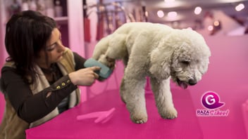 Loc cortes más conocidos para perros en Estados Unidos. 