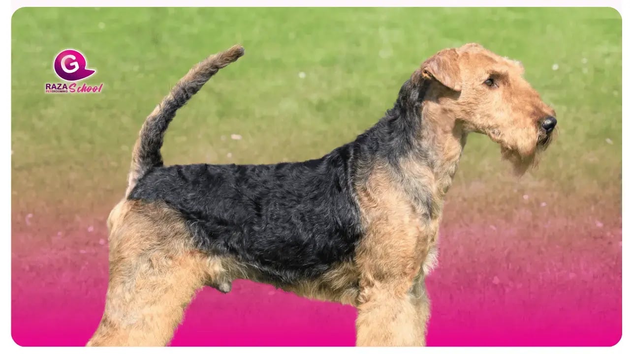 Airedale Terrier _ Academia de peluquería canina en Bogotá y USA
