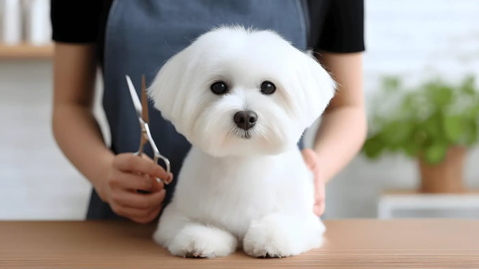 ⚠️ Alertas Médicas: Los límites éticos del Pet Groomer Para ser un verdadero profesional de la estética animal, se debe conocer la línea que separa la peluquería de la medicina veterinaria. Un error en este aspecto puede comprometer gravemente la vida del paciente: 🚫 NOTA IMPORTANTE #1: Prohibición de recetar medicamentos Los profesionales en estética canina y felina NO son médicos veterinarios. Bajo ninguna circunstancia un groomer está autorizado para recetar antibióticos, corticoides, cremas medicadas o tratamientos para condiciones de la piel (alopecia, dermatitis severa, ácaros). Diagnosticar o medicar sin exámenes de laboratorio previos puede agravar la enfermedad y es un acto de ejercicio ilegal de la medicina veterinaria. Ante cualquier anomalía, el deber del estilista es remitir al paciente inmediatamente con su veterinario de cabecera. ☠️ NOTA IMPORTANTE #2: Peligro mortal del uso de Amitraz Jamás utilices Amitraz en el salón de peluquería. El Amitraz es un acaricida y antiparasitario altamente tóxico que se utilizaba en el pasado para tratar sarnas. Su uso incorrecto o absorción a través de la piel (tanto del perro como del manipulador) puede provocar intoxicación severa, depresión del sistema nervioso central, bradicardia, hipotermia y la muerte del animal. La prevención de pulgas y garrapatas debe gestionarse mediante productos seguros aprobados clínicamente por un veterinario. Conclusión: La excelencia está en la preparación El éxito de una peluquería no se mide solo en el momento en que entregas al perro, sino en cómo se mantiene ese arreglo dos semanas después. Un alistamiento técnico perfecto, un baño con productos de calidad y un secado meticuloso son la garantía para construir un portafolio de clientes fieles y agradecidos. En Academia Raza, te enseñamos a dominar cada uno de estos procesos con rigor y excelencia. Con nuestros programas estructurados bajo estándares internacionales en Bogotá, New York y New Jersey, te formamos no solo para cortar pelo, sino para convertirte en un estilista profesional que cuida, protege y realza la belleza y salud integral de cada compañero de cuatro patas.