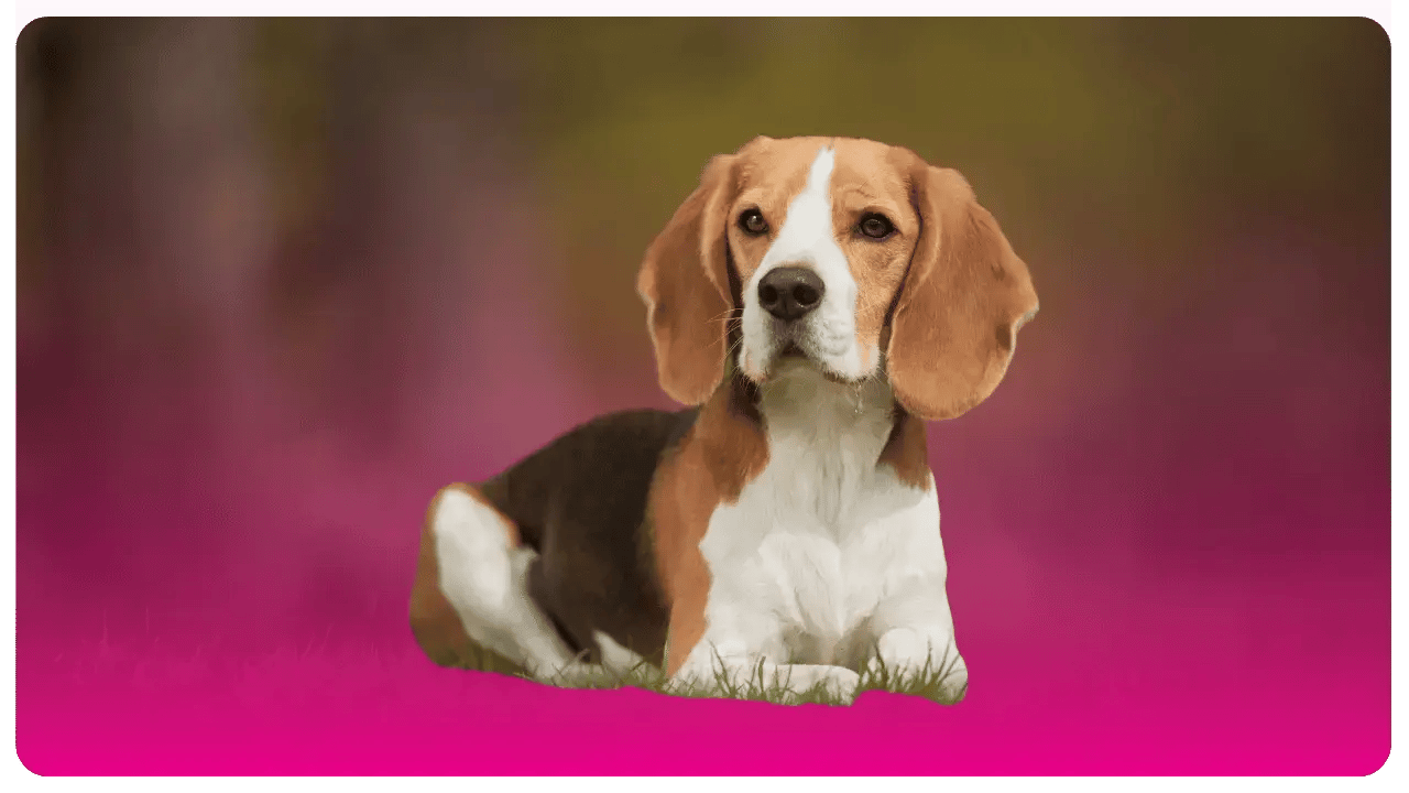 Beagle _ Academia de peluquería canina en Bogotá y USA
