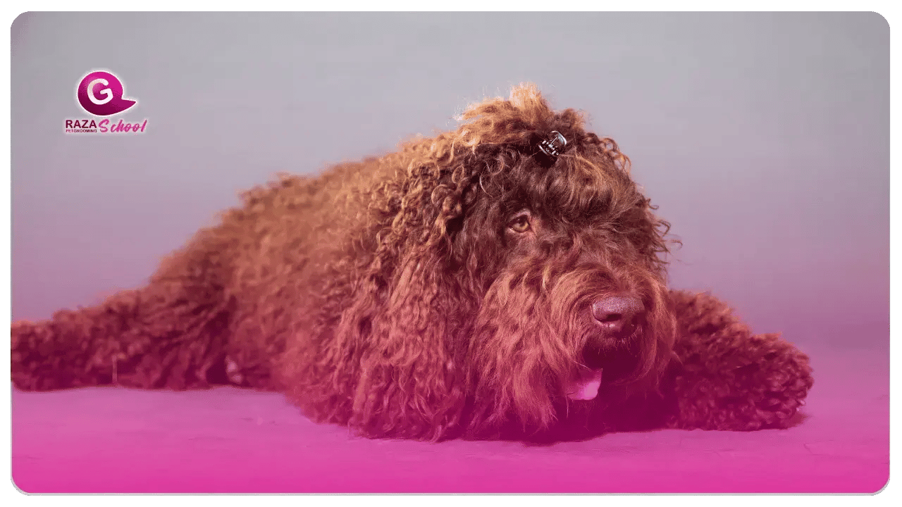 Bernedoodle _ perros de manto rizado academia de peluquería canina