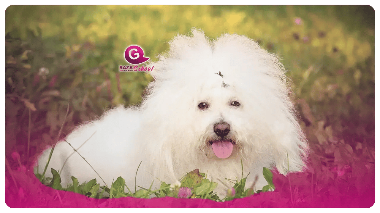 Bichón boloñés _ Perros de manto rizado Academia de peluquería canina