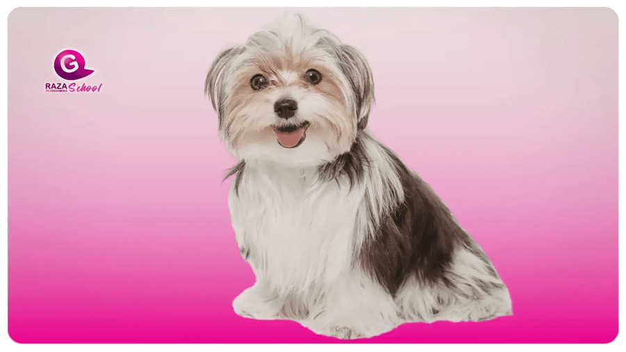 Biewer Terrier  _ Perros de manto liso Academia de peluquería canina