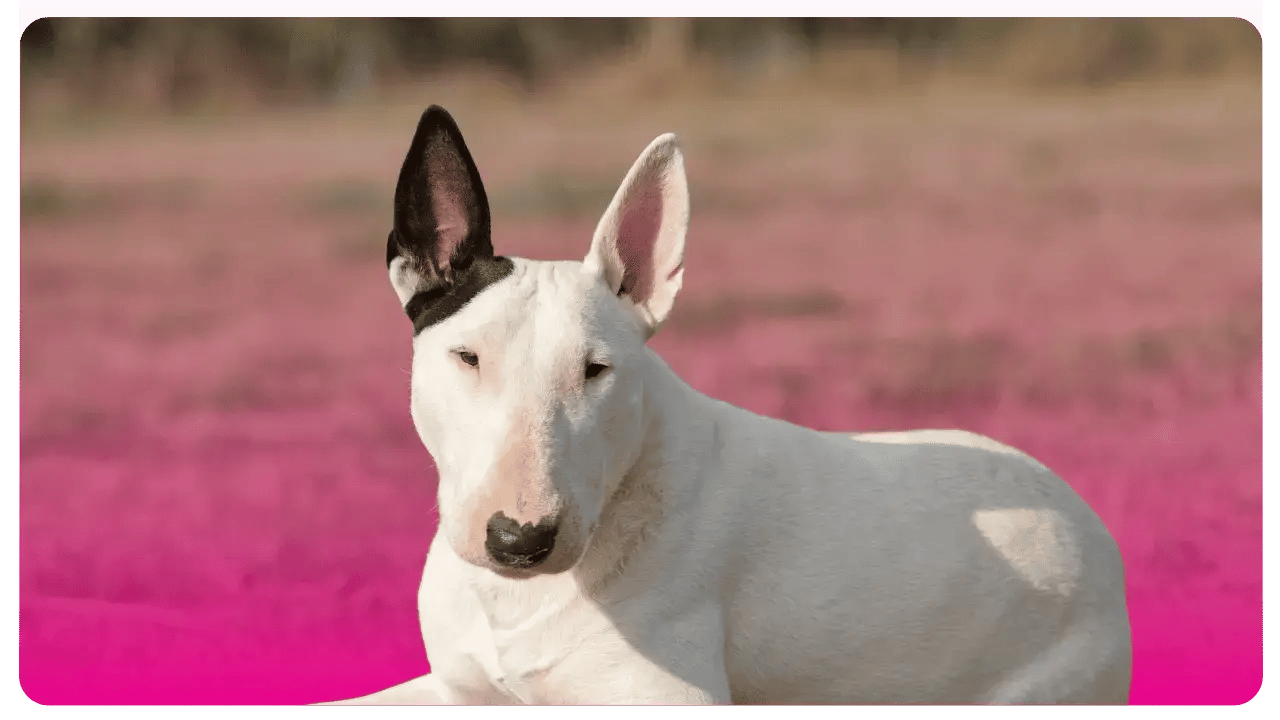 Bull Terrier _ Academia de peluquería canina en Bogotá y USA