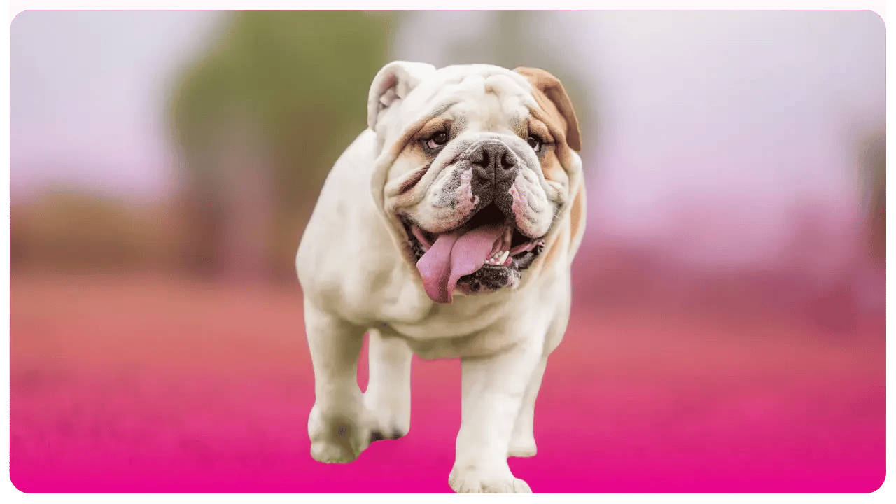 Bulldog Inglés _ Academia de peluquería canina en Bogotá y USA