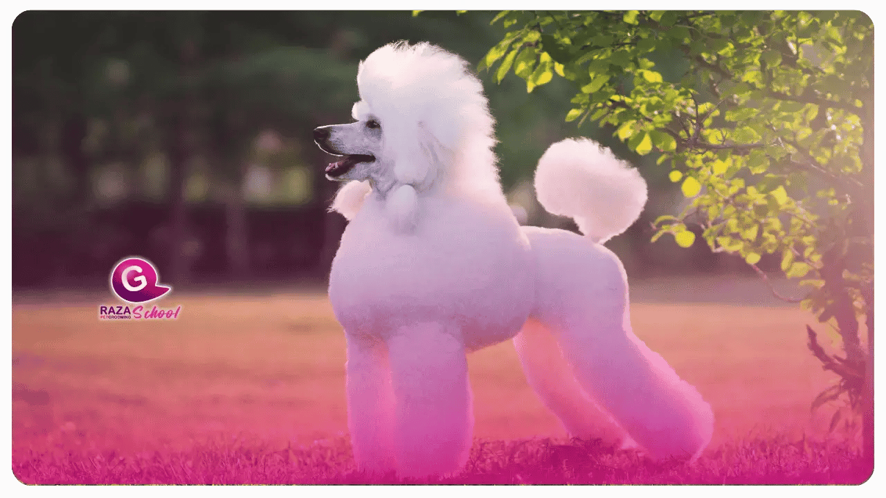 Caniche _ perros de manto liso Cursos de peluquería cnaina