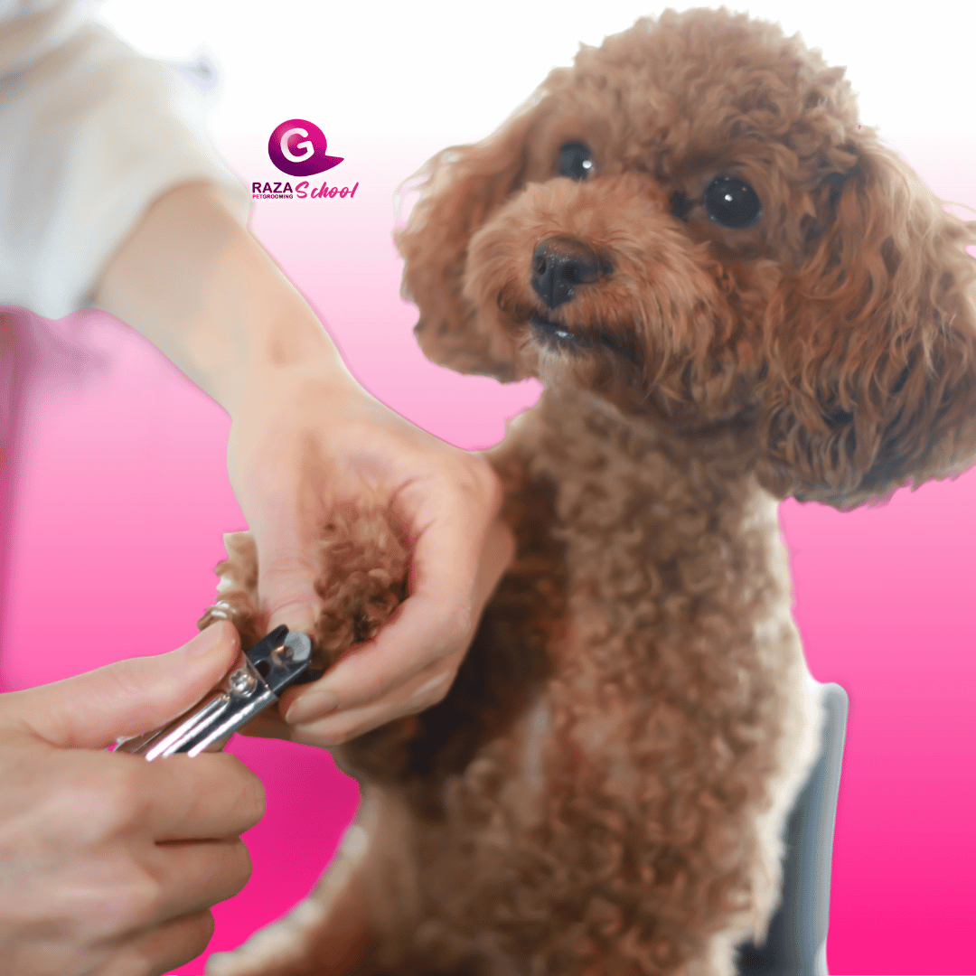 Corte de uñas profesional para perros en Bogotá