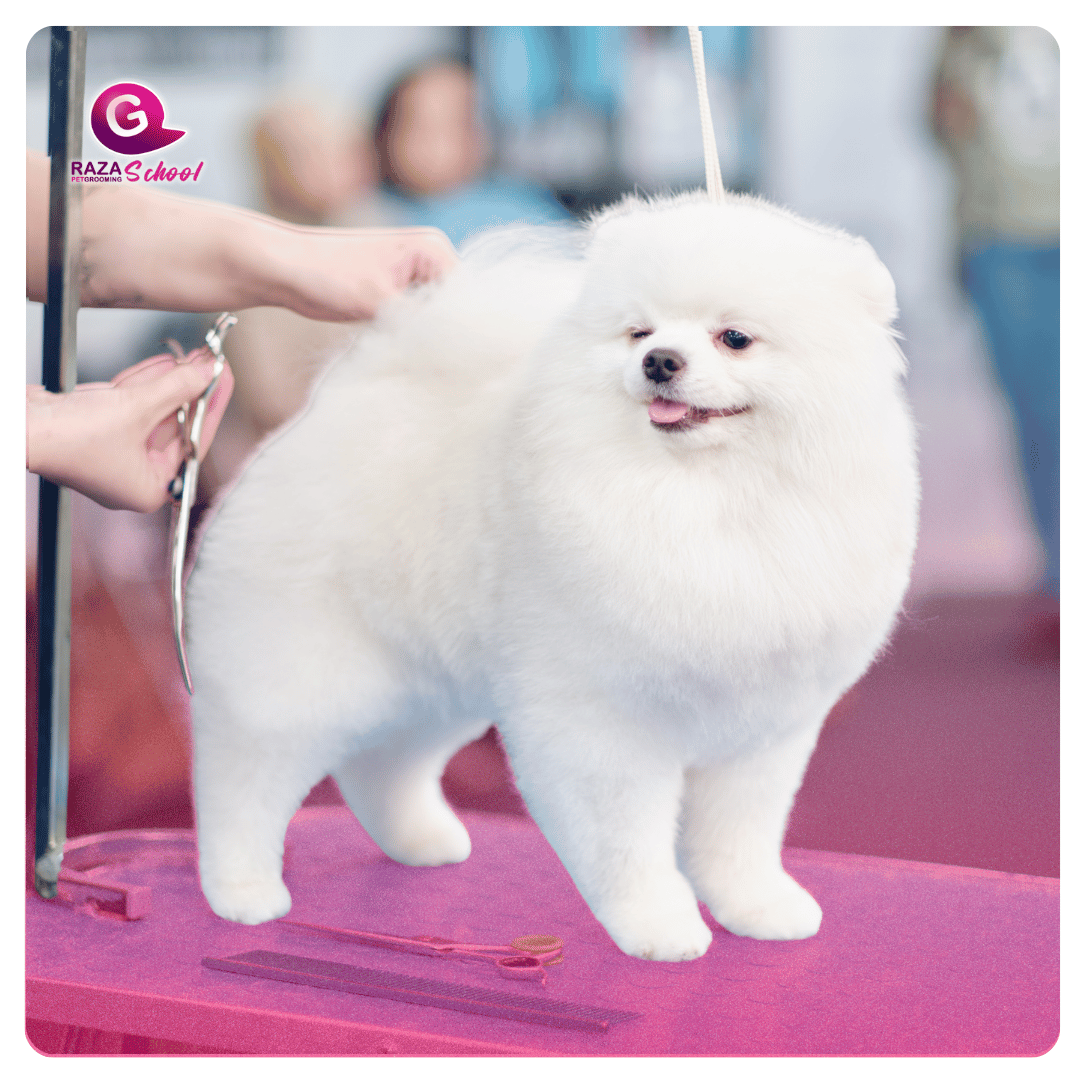 Cortes de Pet grooming comercial en New Jersey