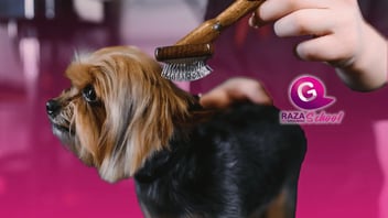 ¿Qué se necesita para ser peluquero canino en Colombia? 