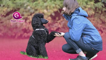 Glándulas anales en perros: El gran mito de la peluquería canina