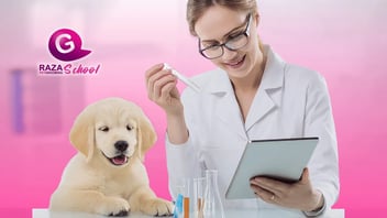 ¿Cómo elegir el mejor curso de peluquería canina? Guía completa para futuros groomers