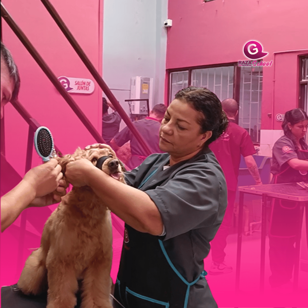 Estudiantes en cursos de peluquería canina en Bogotá