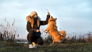 ¿Cómo aprender entrenamiento canino en Florida? Guía de educación para dueños y profesionales