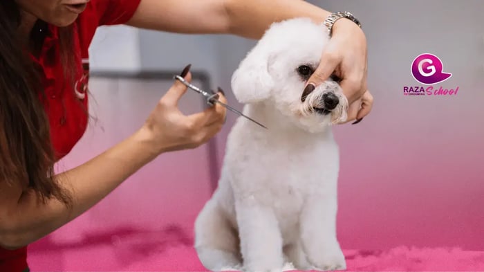 las razas de perros mas populares para peluquería canina en Colombia