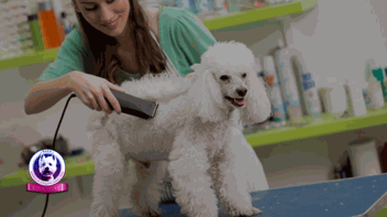 ¿Dónde estudiar peluquería canina y felina? El camino para ser un Pet Groomer experto