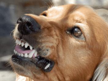 Accidentes comunes en la peluquería canina: Riesgos y prevención en el Grooming