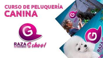 ¿Cuánto dura un curso de peluquería canina? Guía para planificar tu futuro profesional