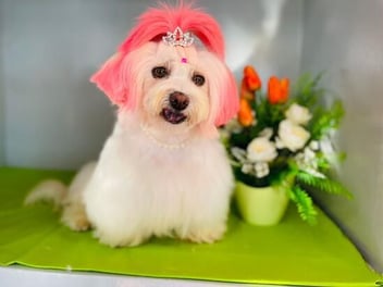 ¿Es seguro teñir el pelo de un perro? Todo sobre el Grooming Creativo y la colorimetría canina