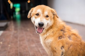 Problemas dermatológicos comunes en mascotas