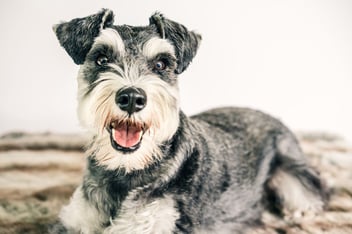 Tipos de manto en perros y cómo cuidarlos: Guía esencial de Peluquería Canina