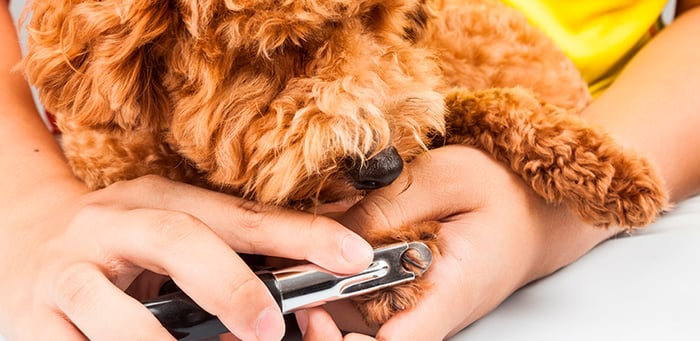 ¿Es necesario cortar las uñas de un perro?