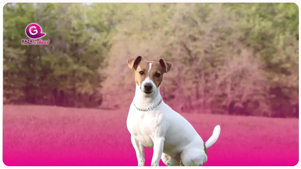 Jack Russell Terrier Academia de peluquería canina en Bogotá y USA