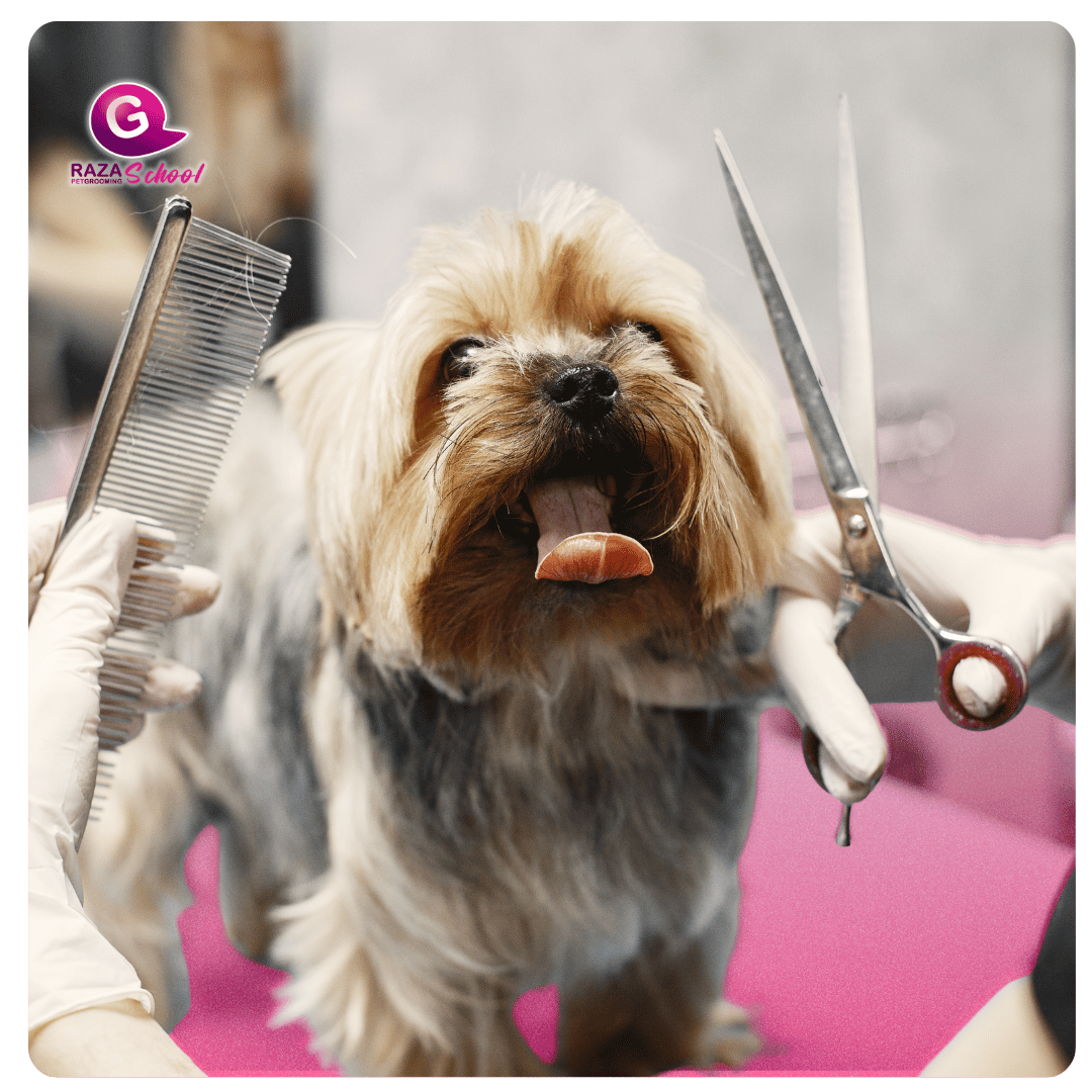 Pet grooming avanzado en USA