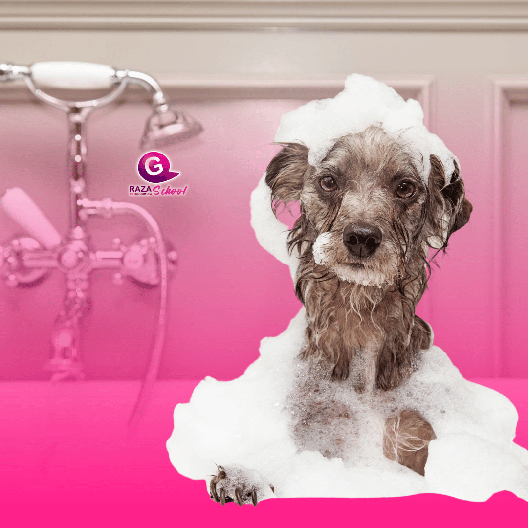 Planes de cuidado para mascotas en Bogotá