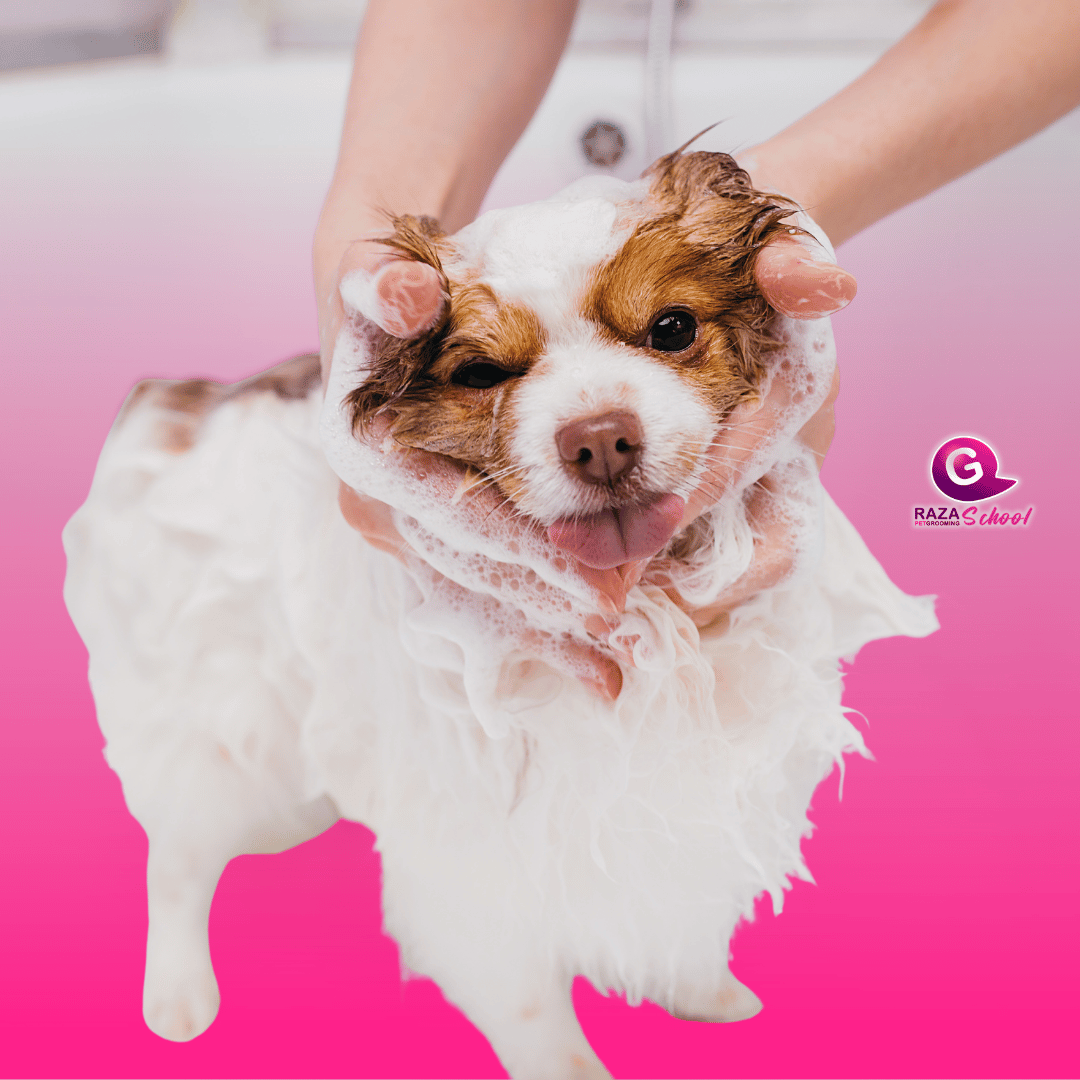 Proceso de baño de perros en Bogotá