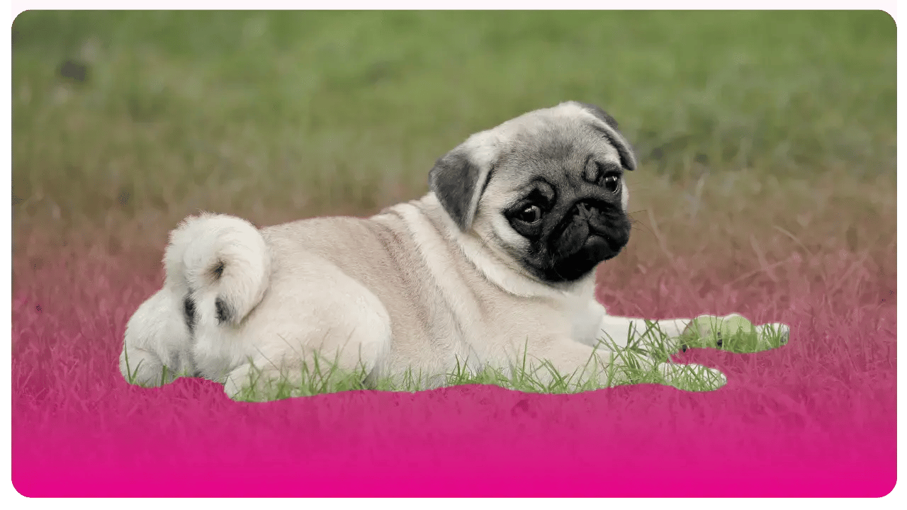 Pug (Carlino) _ Academia de peluquería canina en Bogotá y USA