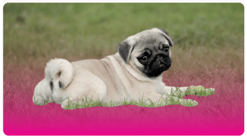 Perros de manto corto | Academia de peluquería canina en USA y Bogotá