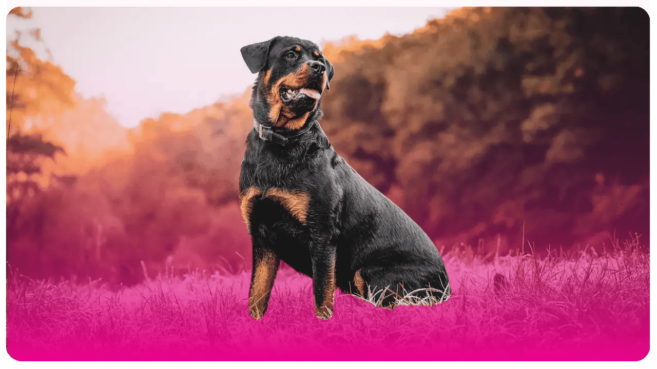 Rottweiler _ Academia de peluquería canina en Bogotá y USA