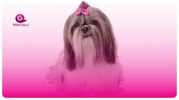 Perros de manto liso, cuidado y características | Cursos de peluquería canina
