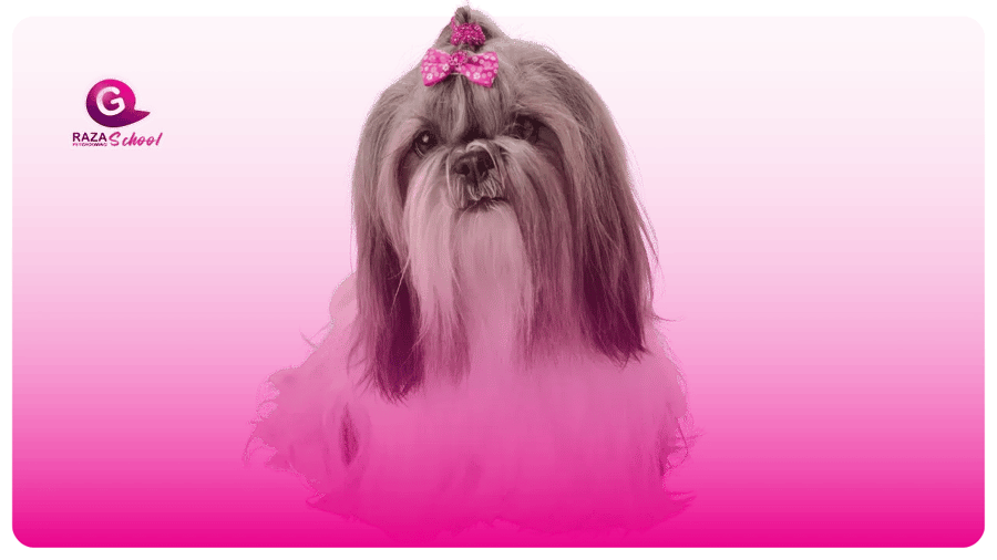 Shih Tzu _ Perros de manto liso Academia de peluquería canina