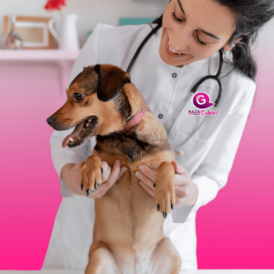 Veterinarios atendiendo a perros en Bogotá