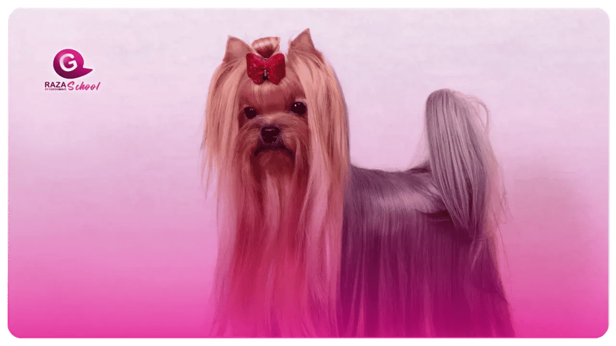 Yorkshire Terrier _ Perros de manto liso Academia de peluquería canina