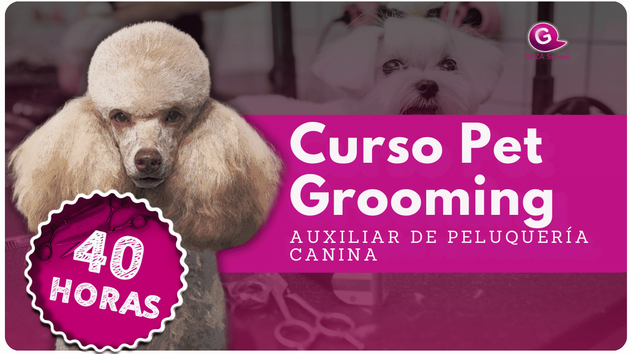 aprendizaje práctico de grooming canino en USA-2