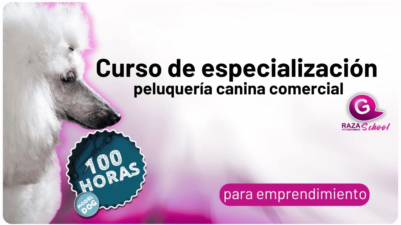 clases de corte de pelo para perros en New Jersey-2