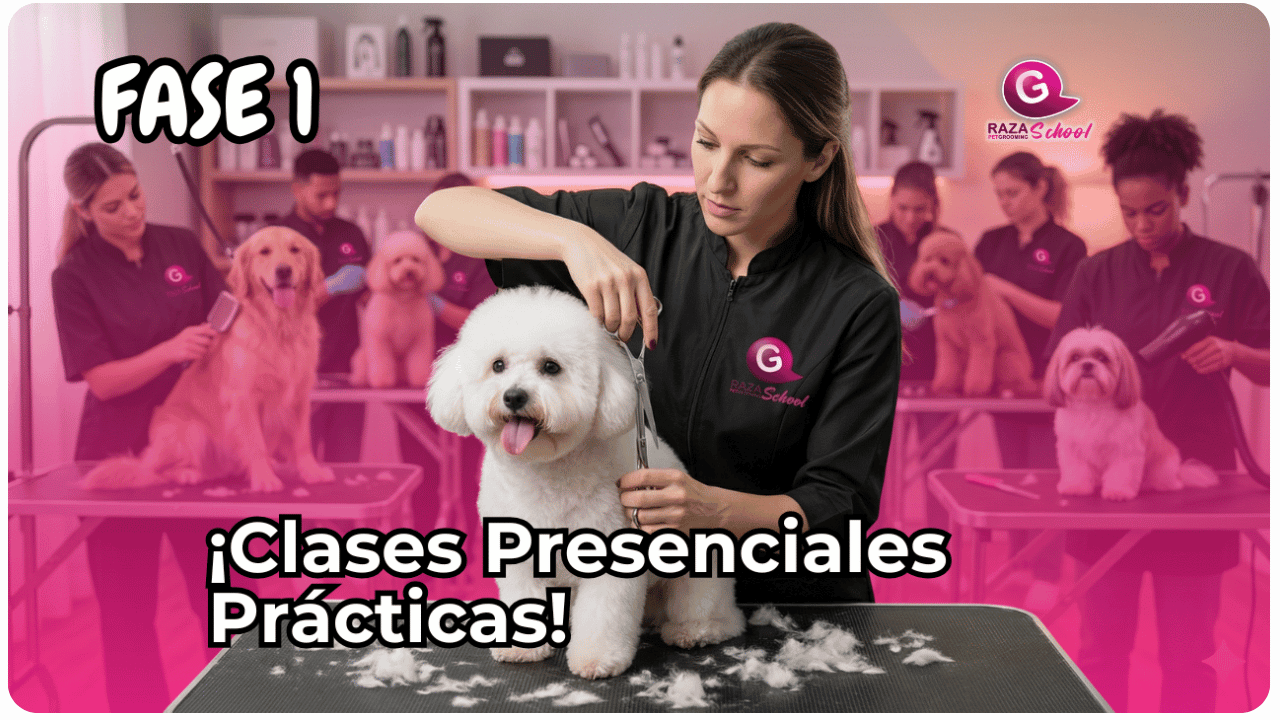 dog grooming training hands on New Jersey academy-1