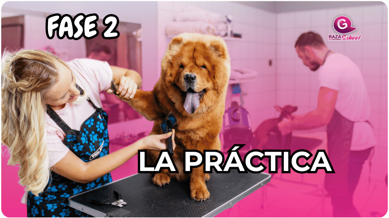 formación profesional en estética canina en Estados Unidos-1