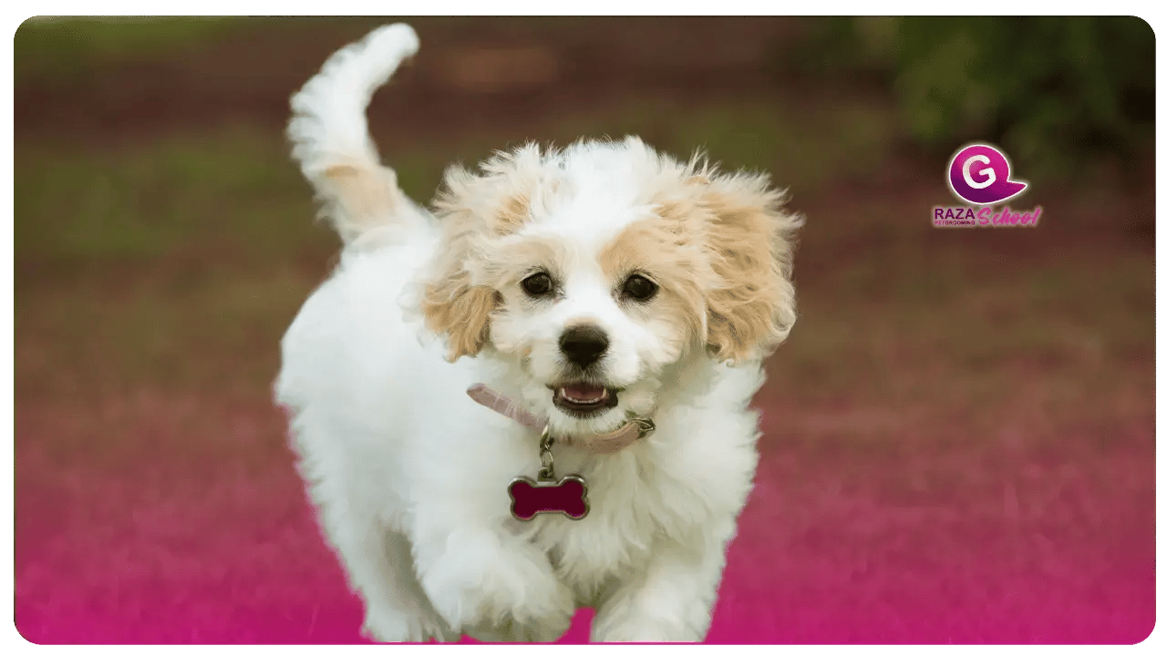 perro Cavachón _ Perros de manto rizado Academia de peluquería canina