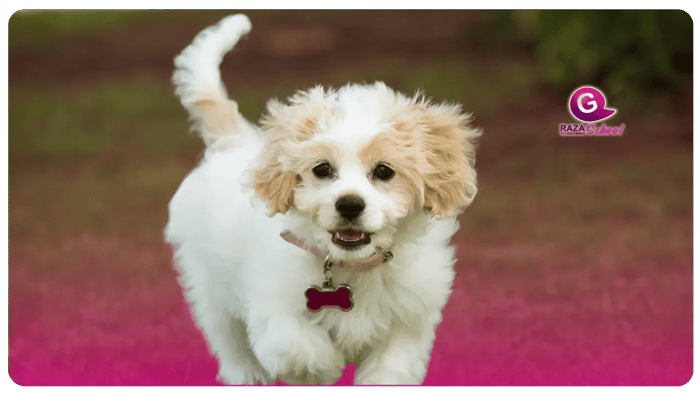 Adiestramiento canina y técnicas que debes de tener en cuenta para tu mascota