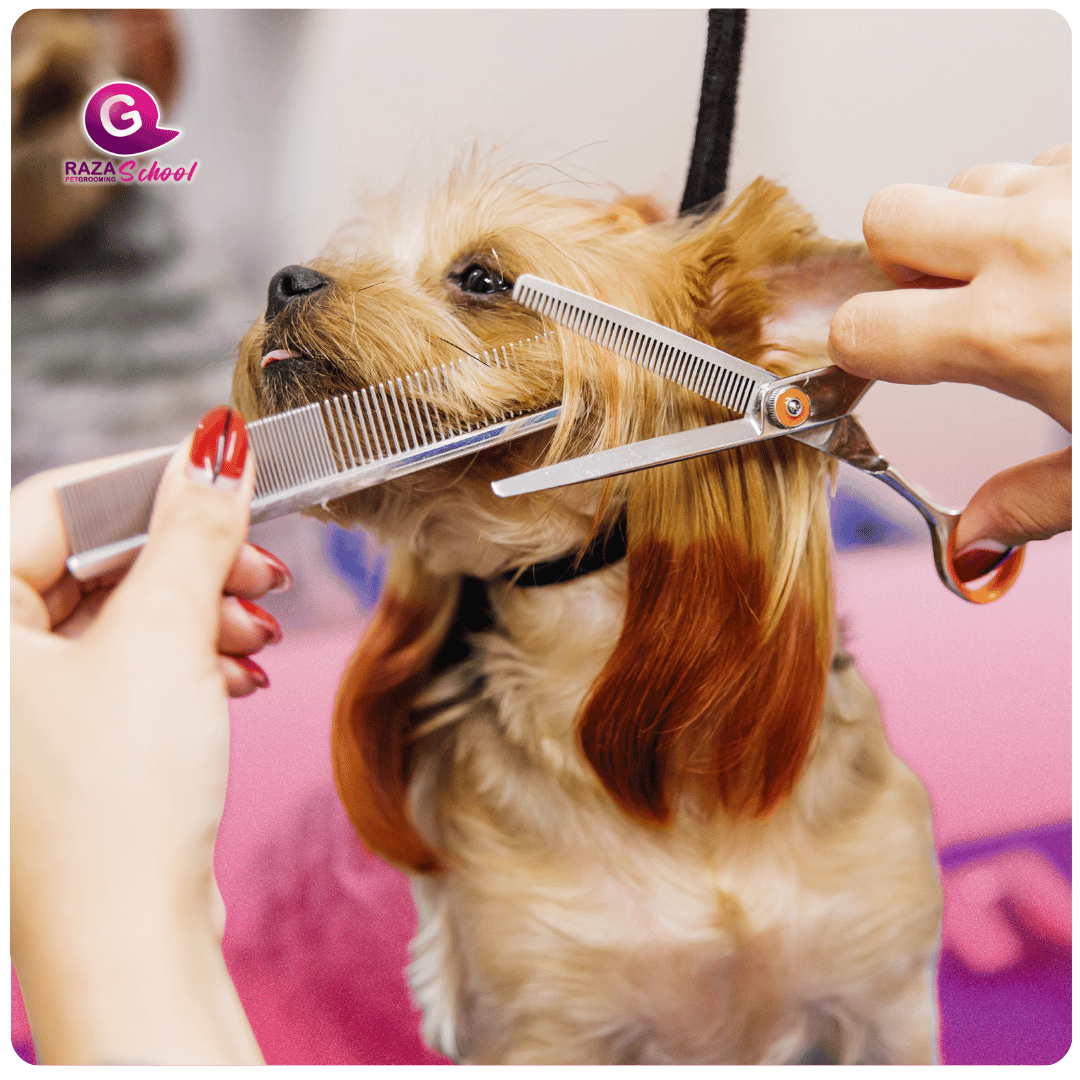 ¿Porque estudiar pulquería canina es una decisión inteligente ¿Porque estudiar pulquería canina es una decisión inteligente