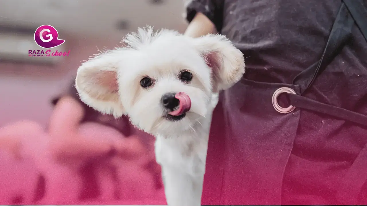 Cosmética en peluquería canina: Aprende a hacer mascarillas