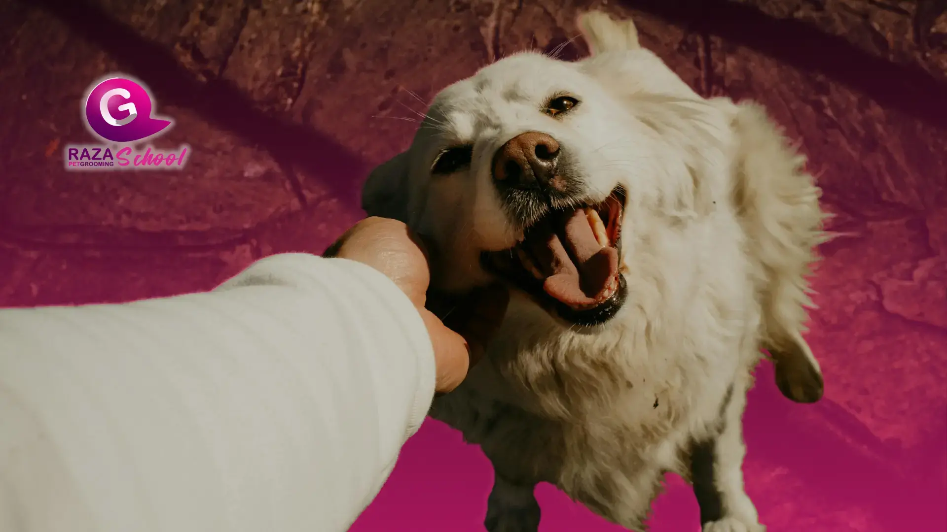 Manchas en los ojos de perros y gatos: Guía de limpieza y cuidado estético