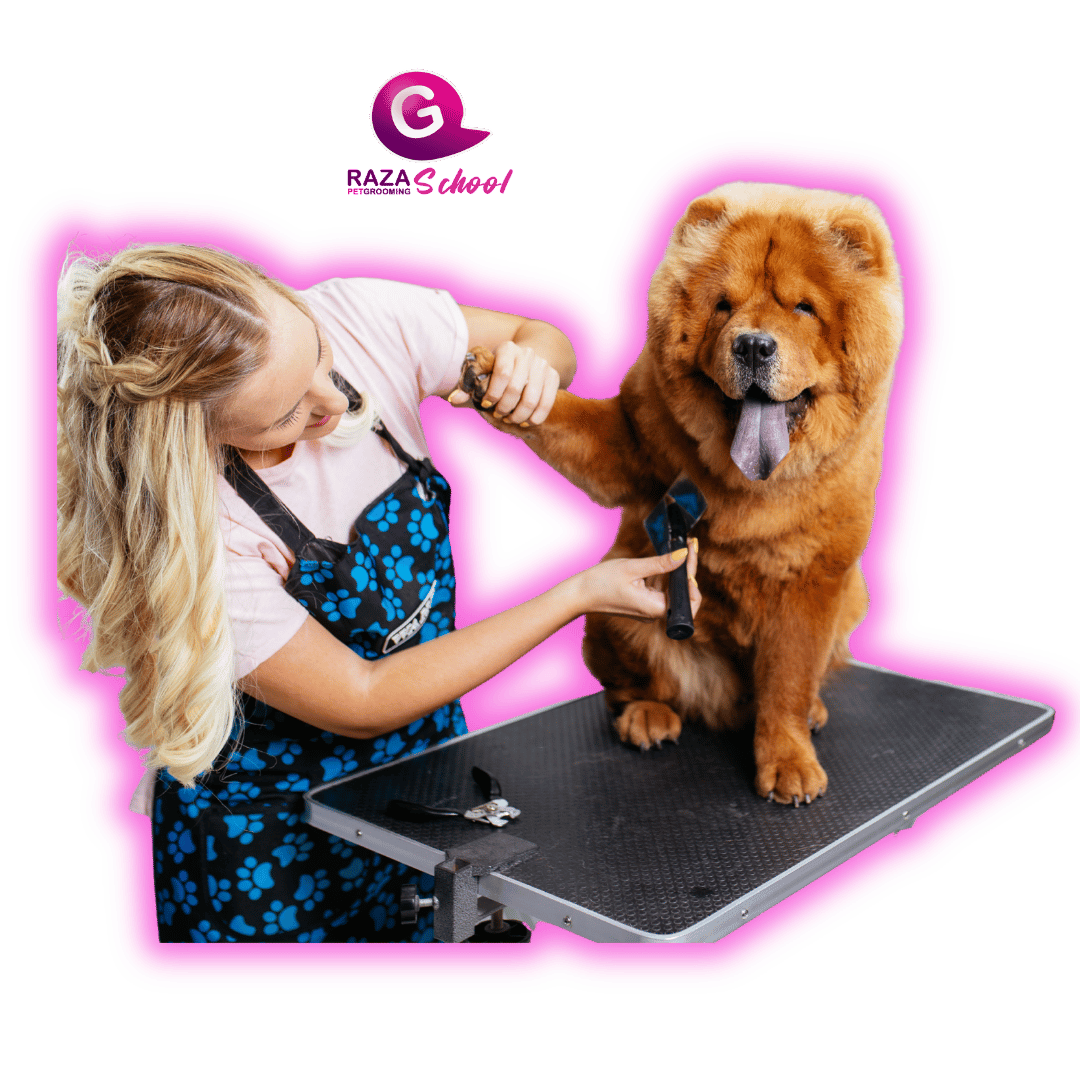 Curso avanzado de peluquería canina comercial Curso avanzado de peluquería canina comercial