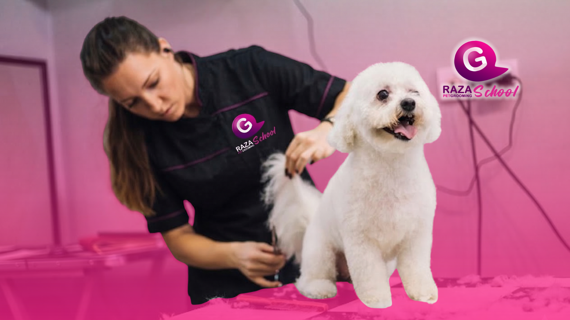 Cursos de peluquería canina _ Bogotá Colombia