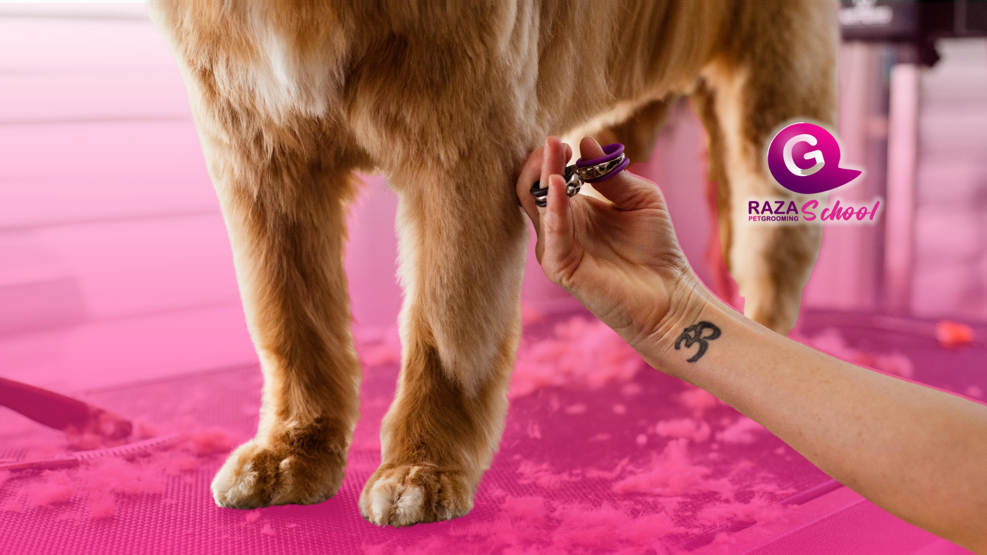 Cursos de peluquería canina _ Bogotá