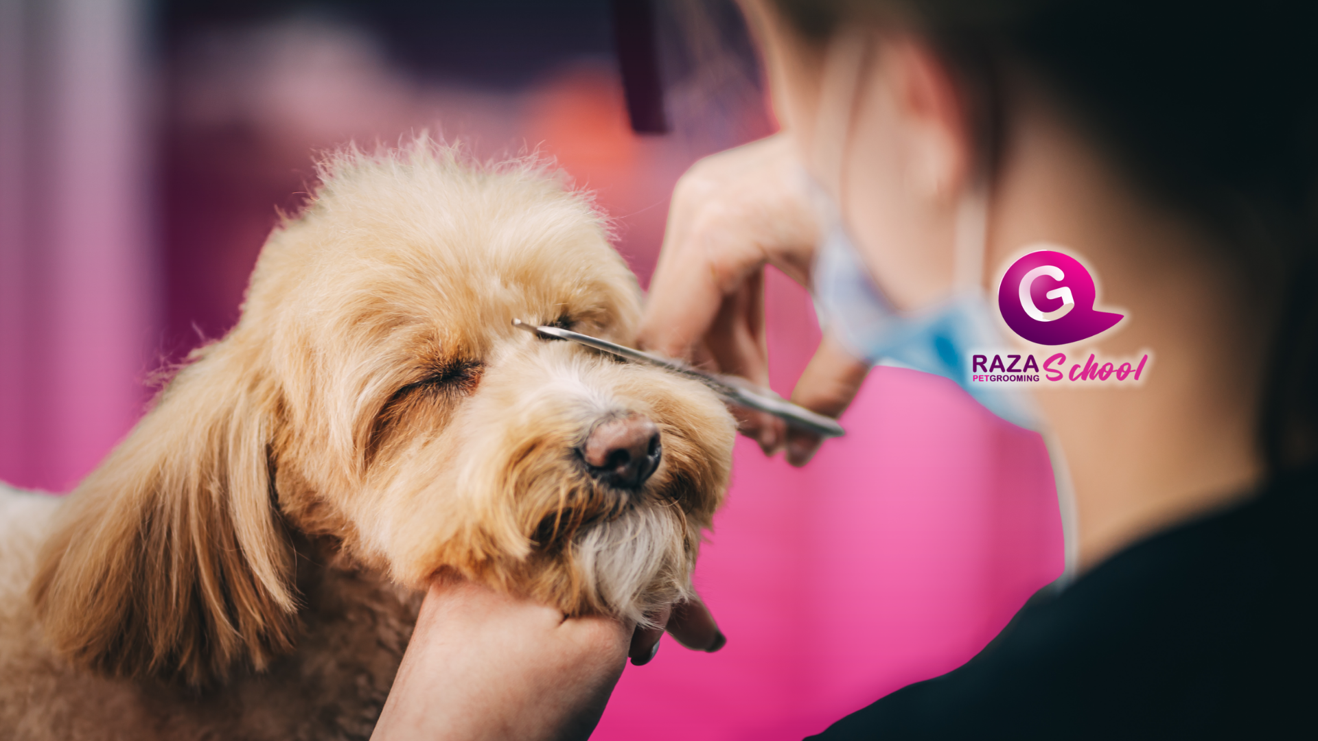 Cursos de peluquería canina _ Estados Unidos