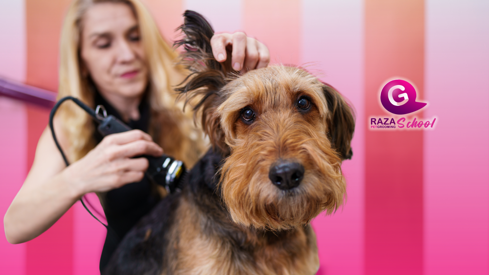cursos de peluquería canina en Estados Unidos
